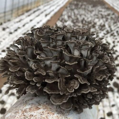 Maitake Mushrooms